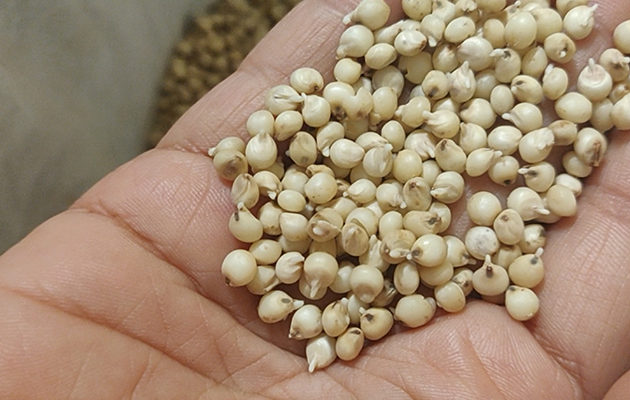 How to Sprout Sorghum (Jowar) and Its Health Benefits?